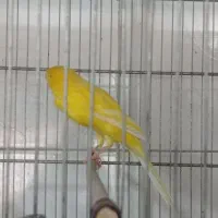 بلندبازاری