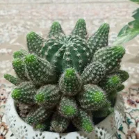 گل های شاداب و سر حال