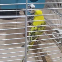 مرغ عشق|پرنده|تهران, یافت‌آباد|دیوار