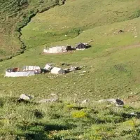 کود فقط گوسفندی