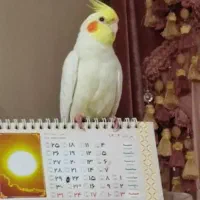 لوتیتو، سخنگو