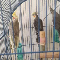 فروش عروس هلندی تخم گذار