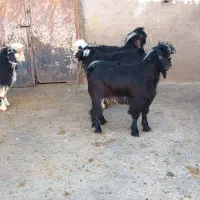 ۴ عدد بزغاله نر|حیوانات مزرعه|شیروان (لرستان), |دیوار