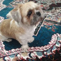 سگ نژاد پاگ و پیکینز میکس