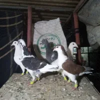 کفتر قلدور پرشی|پرنده|درمیان, |دیوار