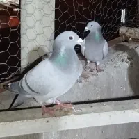 کبوتر دوبر