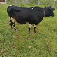 گاو هلشتاین شکم دار آمپولی