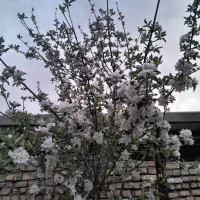 انواع درخت پیوندی ....|خدمات باغبانی و درختکاری|برخوار, |دیوار