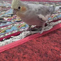 عروس هلندی ماده خاکستری|پرنده|مشهد, نیزه|دیوار