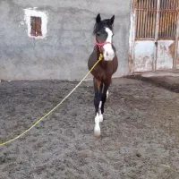 کره مادیون ۱سال نیم|اسب و تجهیزات اسب‌سواری|مشهد, ملک‌آباد|دیوار