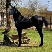 اسب چهار در پنج ـ اسب کورد ـ مسابقه ای و یورقا