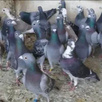پلاکی|پرنده|اهواز, بهارستان|دیوار