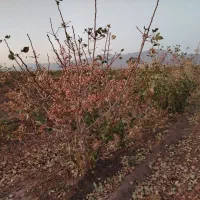 200 قصب زمین پسته ای  احمدآقایی قوام آباد چترود