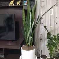 گل سانسوریا آپارتمانی