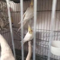 عروس هلندی مولد