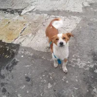 یک قلاد سگ هرکسی خواست زنگ بزنه