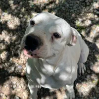 پیت بول سفید