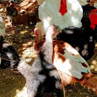 بوقلمون محلی بوربون برنز سفید