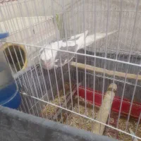 عروس هلندی نروماده