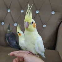 عروس هلندی|پرنده|تربت‌حیدریه, شهدا|دیوار