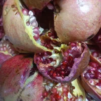 فروش فوری انار شیرین|خوردنی و آشامیدنی|قم, باجک دو|دیوار