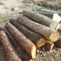 خریدچوب وقطع درخت توت عرعرکاج گردو|خدمات باغبانی و درختکاری|مشهد, رسالت|دیوار