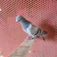 کبوتر شیخی و پلاکی|پرنده|بناب, |دیوار