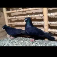 جفت زاغ ابادانی