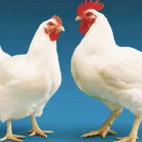 کارگر مرغداری گوشتی