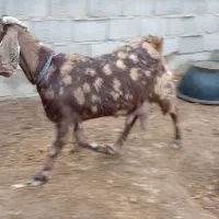 بز شیرا|حیوانات مزرعه|تربت‌حیدریه, بالا ولایت|دیوار