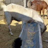 به نام خدا|حیوانات مزرعه|داراب, |دیوار