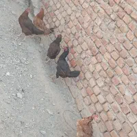 مرغ