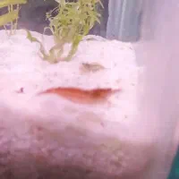 میگو رد چری