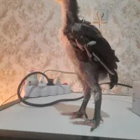 اوشامو جوجه