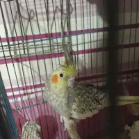 عروس هلندی،مرغ عشق