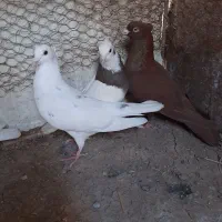 کبوتر|پرنده|قزوین, |دیوار