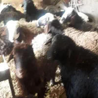 بره|حیوانات مزرعه|فیروزآباد (لرستان), |دیوار