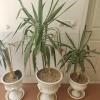 تعداد سه گل بفروش میرسه