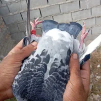 کبوتر مسافتی|پرنده|دلند, |دیوار
