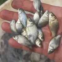 فروش بچه ماهی