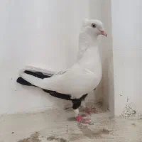 کفتر دم سیاه ماده