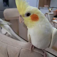 عروس هلندی کاملا اهلی فوق رام