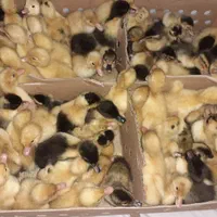 جوجه اردک یک روزه پکنی( ورامینی) اصلاح نژاد شده|حیوانات مزرعه|ساری, |دیوار