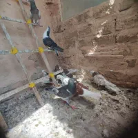 کبوتر بیرونی