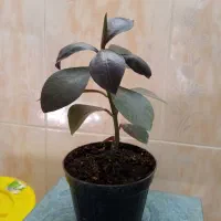 گل طبیعی|گل و گیاه طبیعی|تربت جام, باغ سنگان سفلی|دیوار