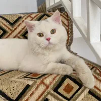 گربه اسکاتیش|گربه|ساوه, |دیوار