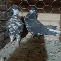 افشون ترتمیز|پرنده|مبارکه, |دیوار