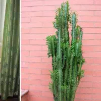 گل کاکتوس طبیعی زیبا و شاداب