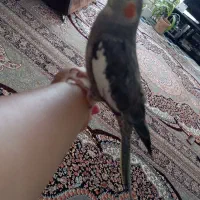 عروس هلندی  نرو ماده.  ماده یک سالش هست نر ۶ماهش|پرنده|شیراز, کوشک میدان|دیوار