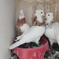 طوقی عطیقه